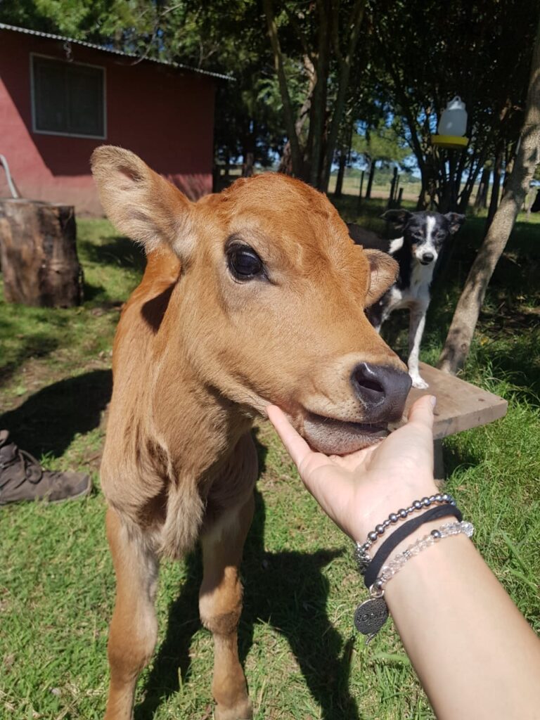 El Rinconcito, cabaña en San Antonio de Areco (foto 25 de 28)
