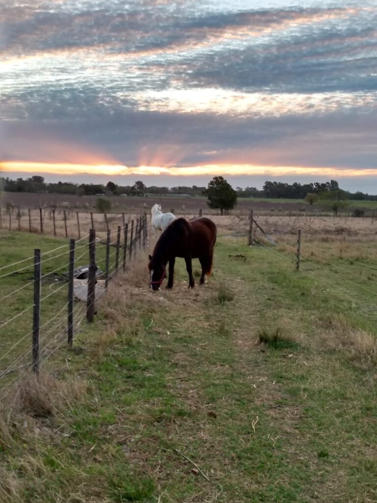 El Rinconcito, cabaña en San Antonio de Areco (foto 22 de 28)