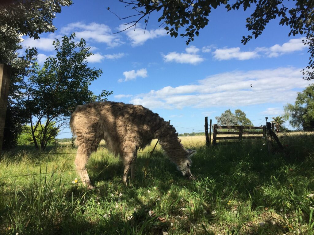 El Rinconcito, cabaña en San Antonio de Areco (foto 16 de 28)