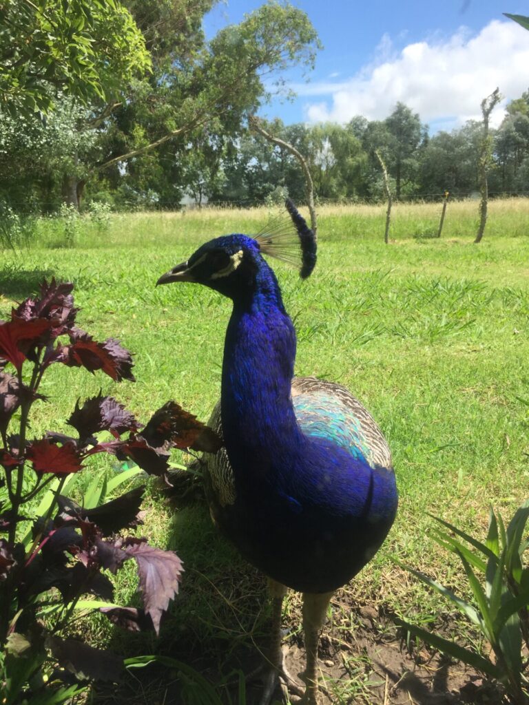 El Rinconcito, cabaña en San Antonio de Areco (foto 26 de 28)
