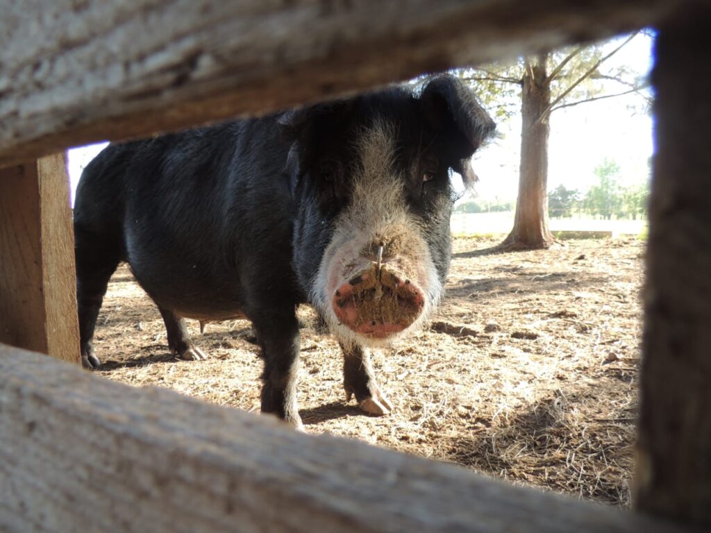 El Rinconcito, cabaña en San Antonio de Areco (foto 21 de 28)