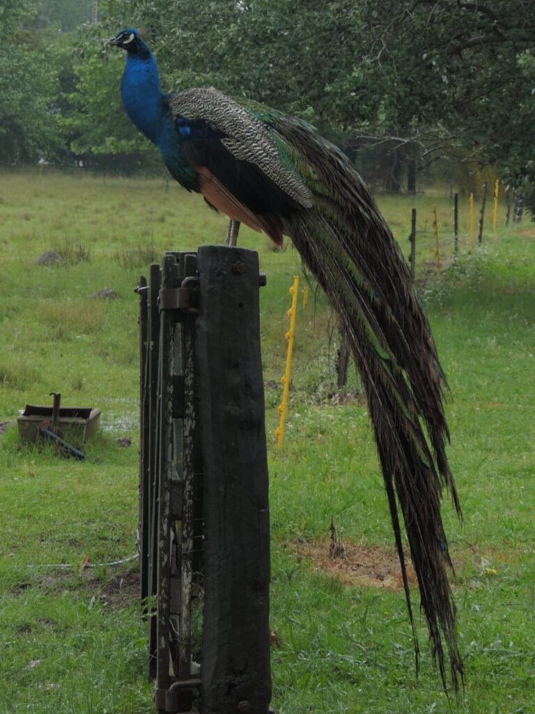 El Rinconcito, cabaña en San Antonio de Areco (foto 20 de 28)